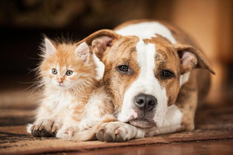 cane e gatto