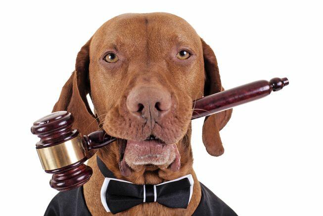 dog as judge.jpg.653x0 q80 crop smart