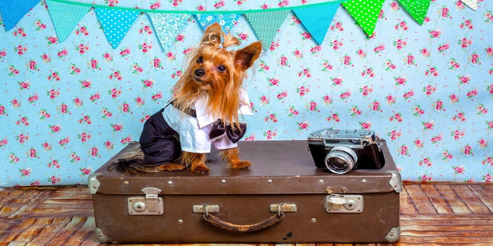 Brexit e animali domestici