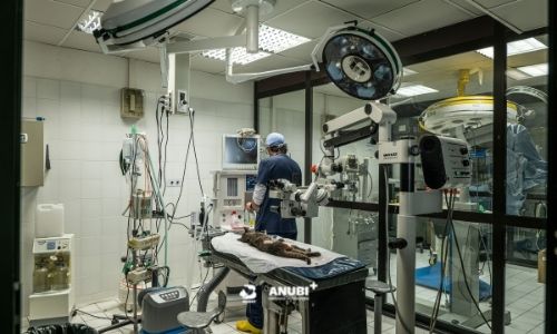 Sala operatoria Ospedale veterinario anubi di moncalieri