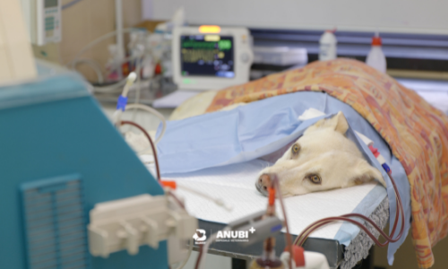 ospedale veterinario anubi moncalieri terapia extracorporea cane ssereno