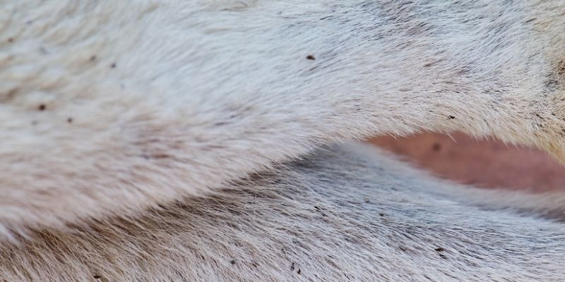 pulci sul cane e gatto