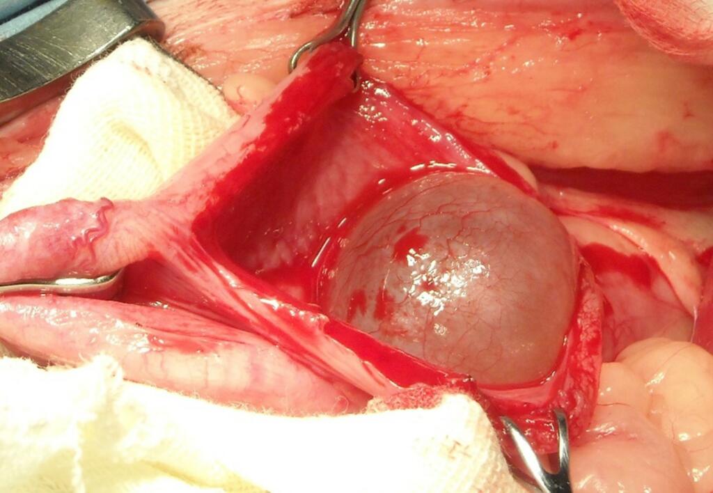 Fig. 7 Ureterocele intravescicale in un gatto