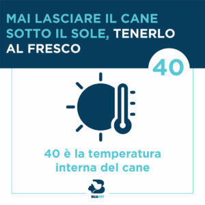 cane al sole colpo di calore