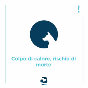 colpo di calore cane rischia la morte