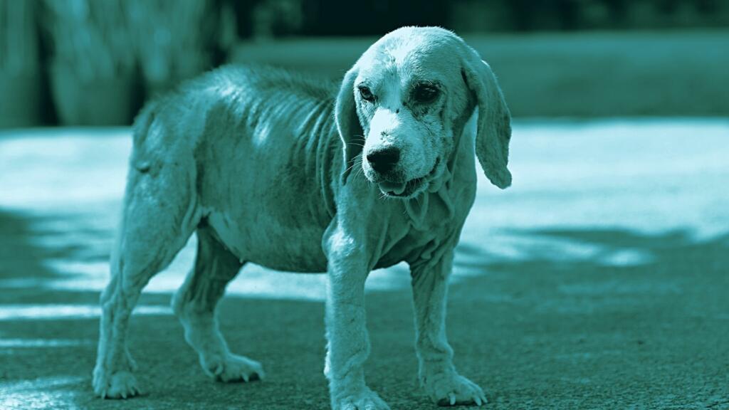 rogna rossa nel cane demodettica