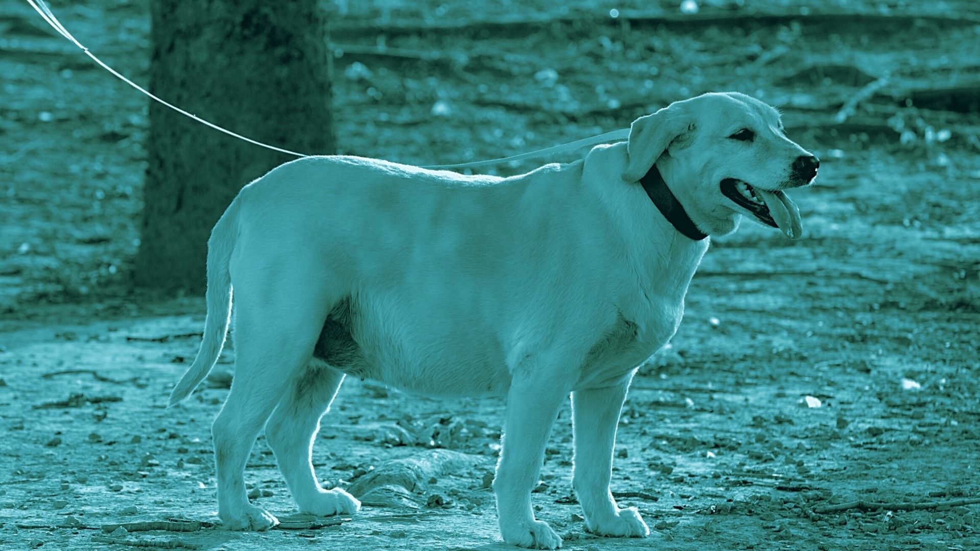 sindrome-di-cushing-cane-ca-zampa-bluvet