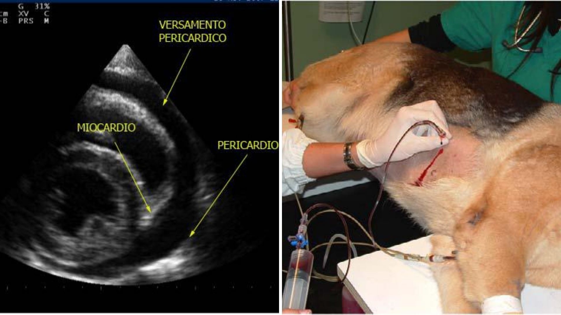 Tamponamento cardiaco cane