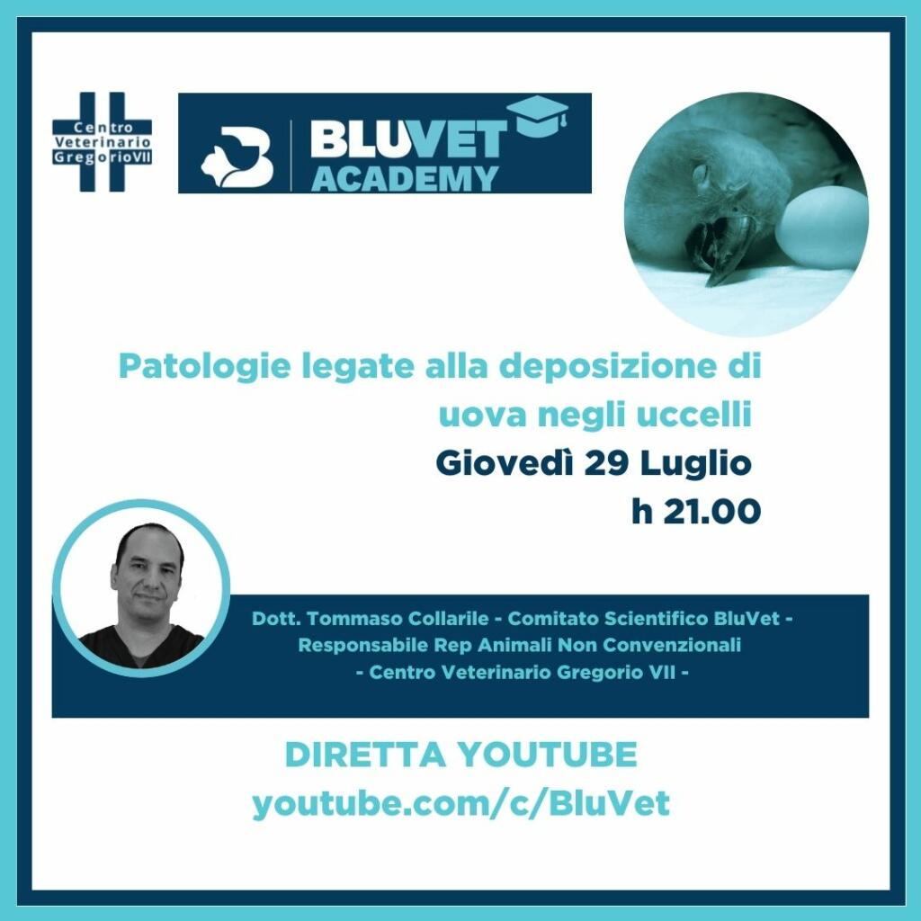 collarile deposizione uova