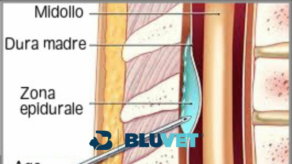 Anestesia loco regionale da clinica veterinaria san silvestro