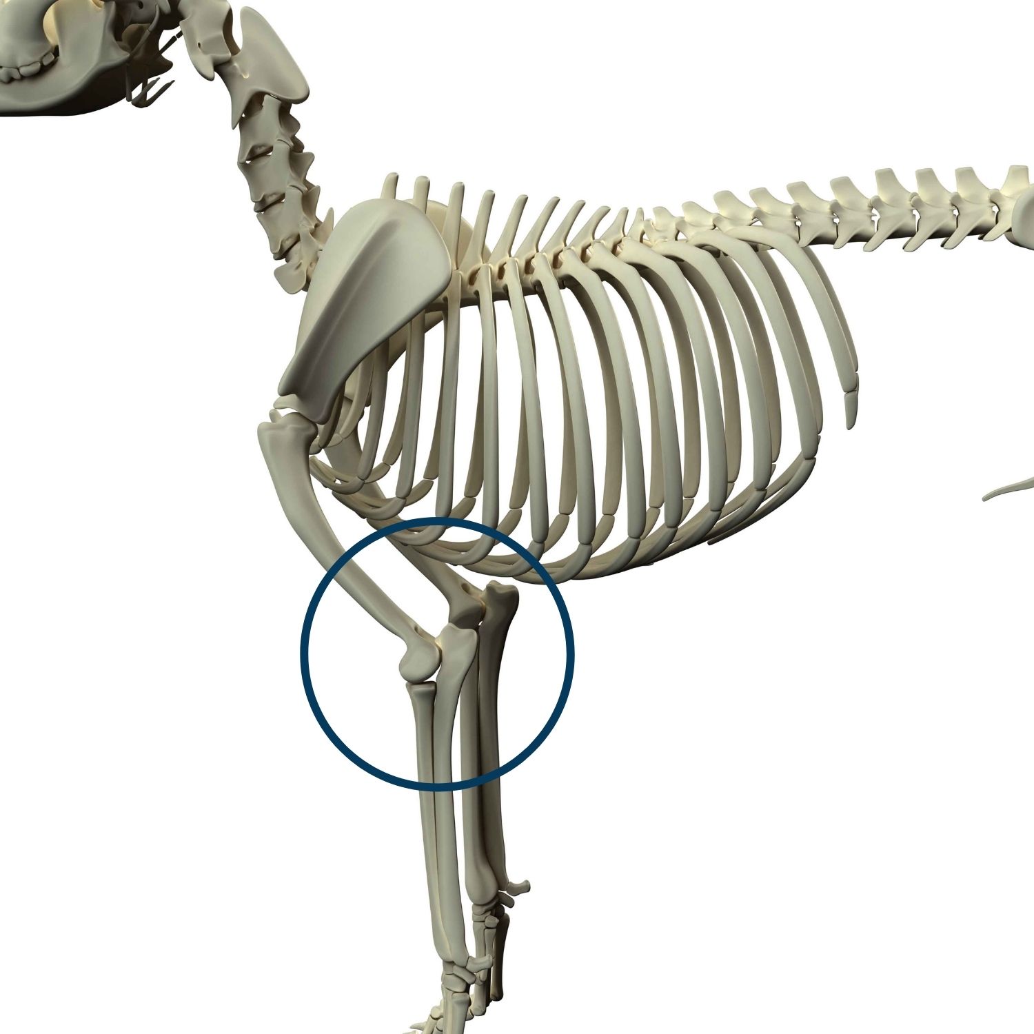 articolazione del gomito cane anatomia schema