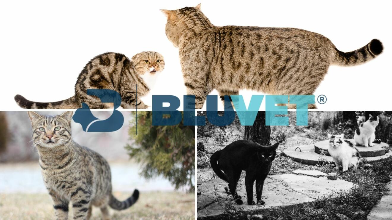Gatti perché sterilizzarli