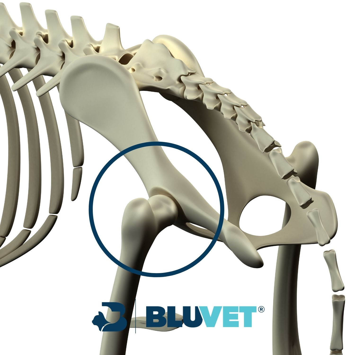 displasia dell'anca schema anatomico articolazione