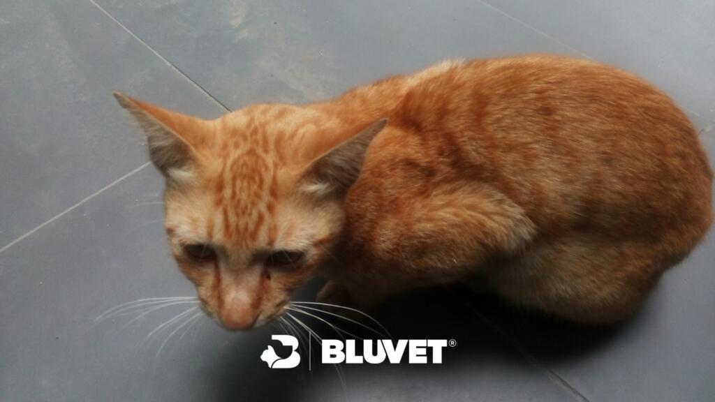 dolore nel gatto sintomi