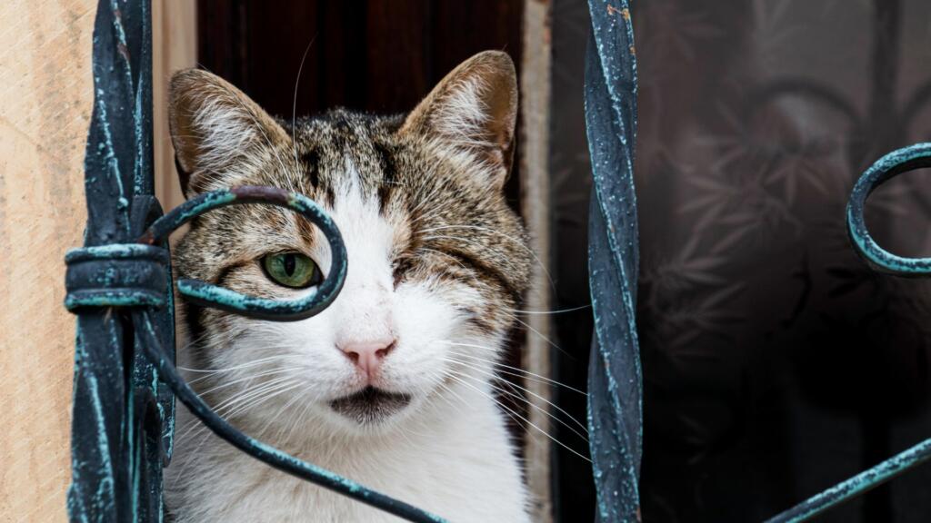 ipertensione gatto problemi oculari