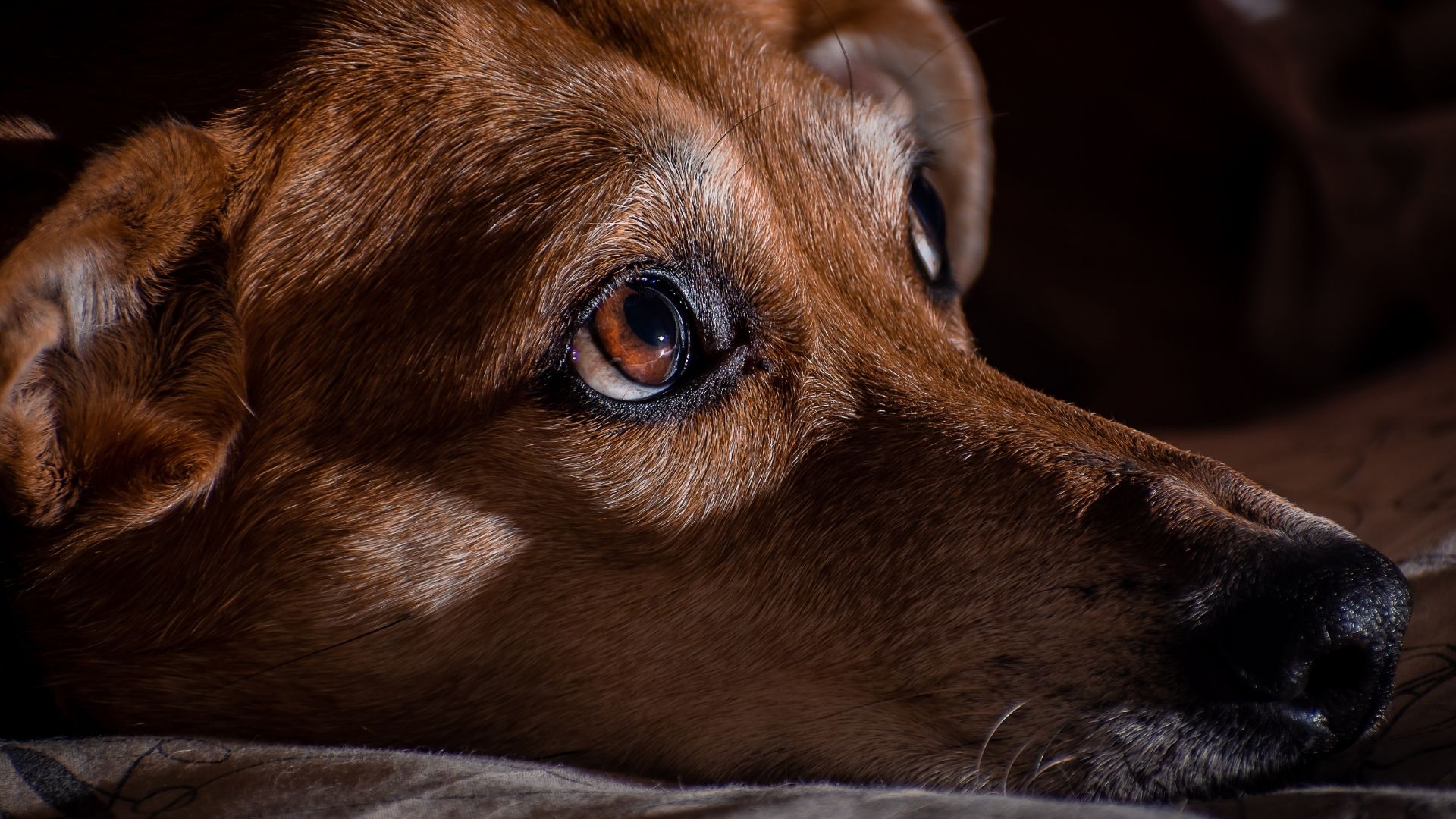 piometra nel cane sintomi