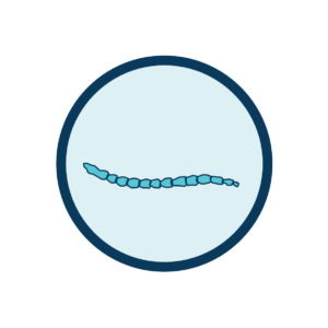 tenia