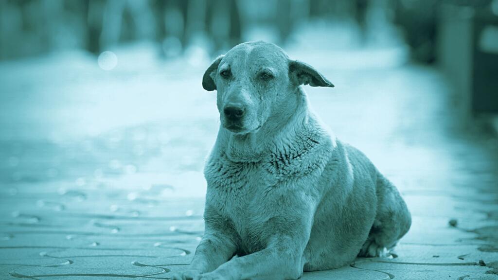 trovo un cane in strada posso prenderlo