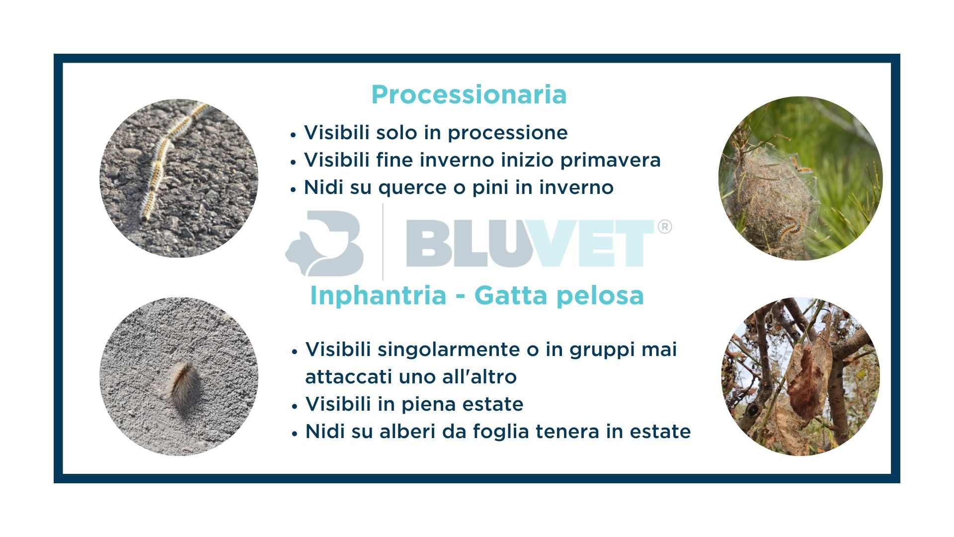 differenza tra gatta pelosa e processionaria