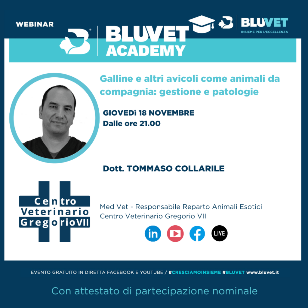 diretta collarile IG novembre