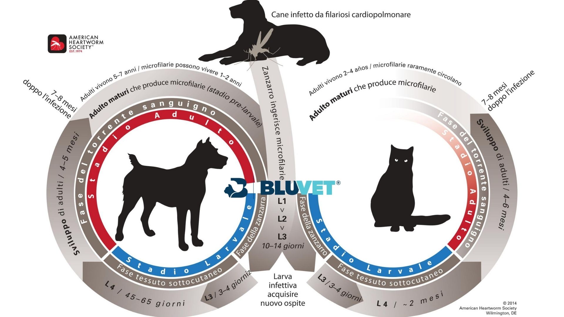 ciclo vitale filaria