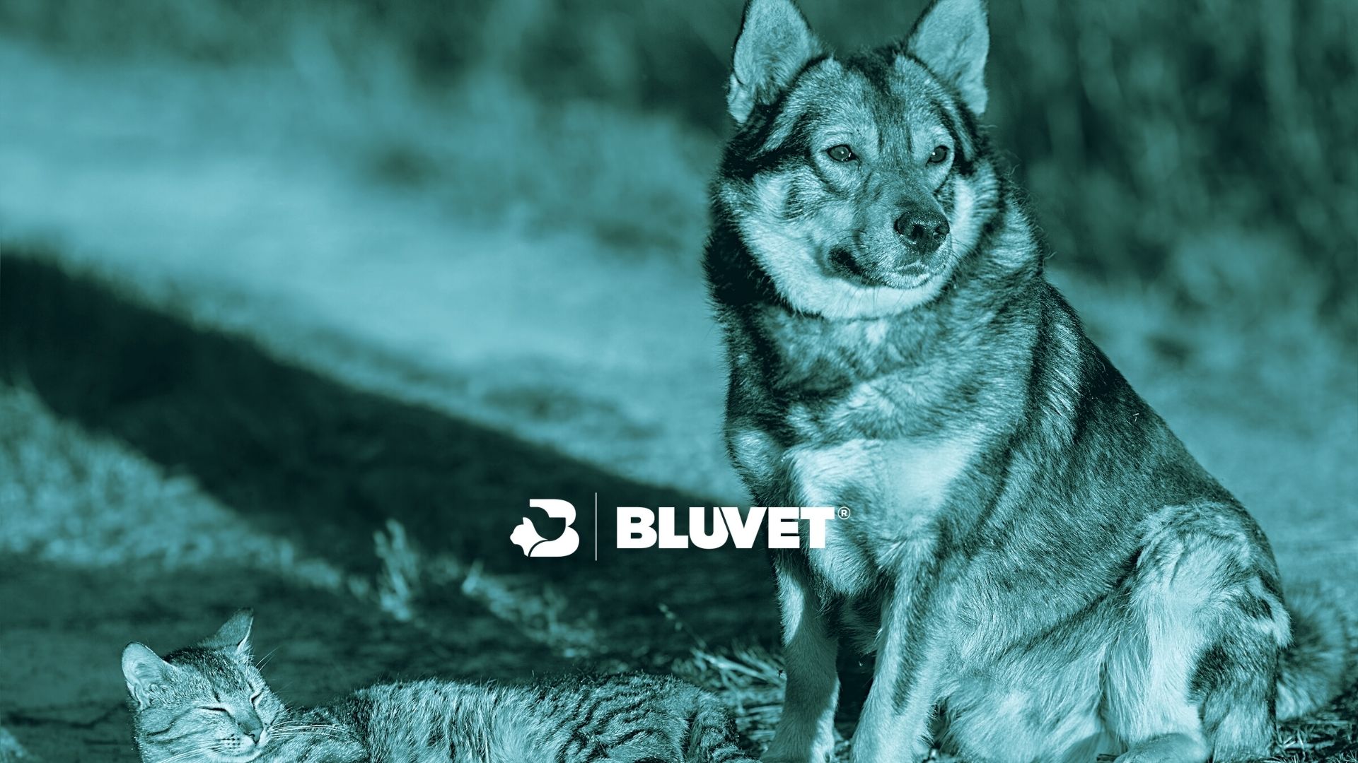 policlinico veterinario gregorio vii bluvet