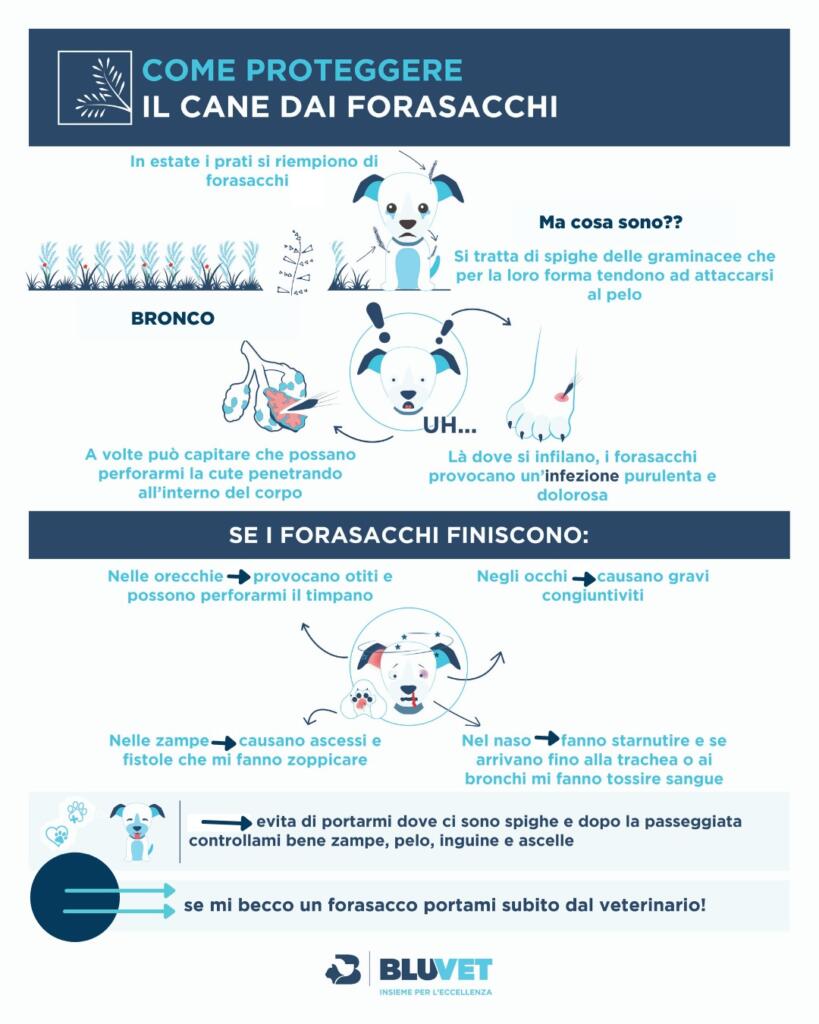 forasacchi infografica