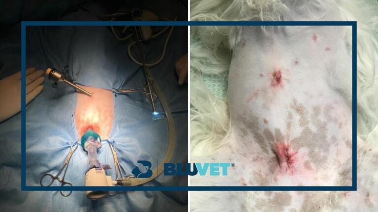 ovariectomia in laparoscopia durante e dopo intervento immagini dott.ssa Michela Guerriero