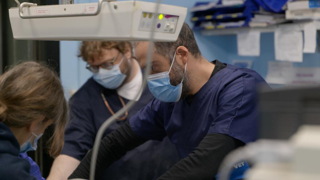 pronto soccorso anubi