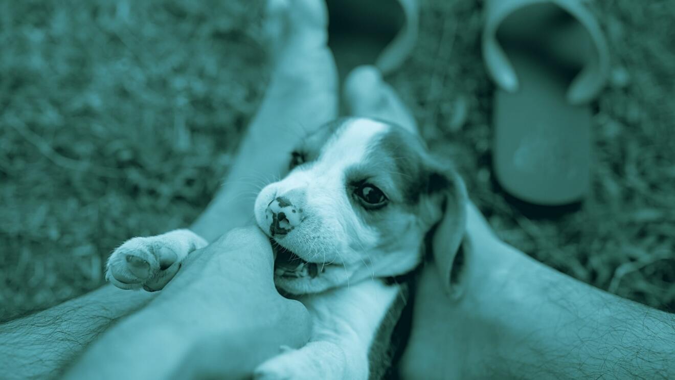 quando fare il passaggio di proprietà del cane