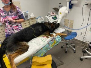 reparto odontostomatologia ospedale veterinario anubi lastra