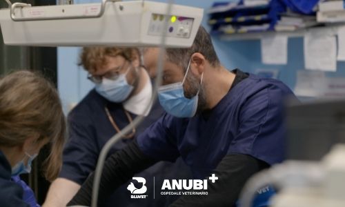 Pronto soccorso veterinario anubi moncalieri