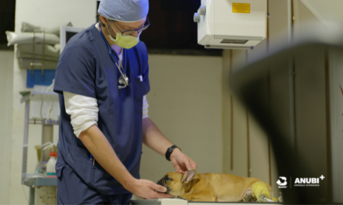 ospedale veterinario anubi moncalieri controllo ortopedico dopo intervento