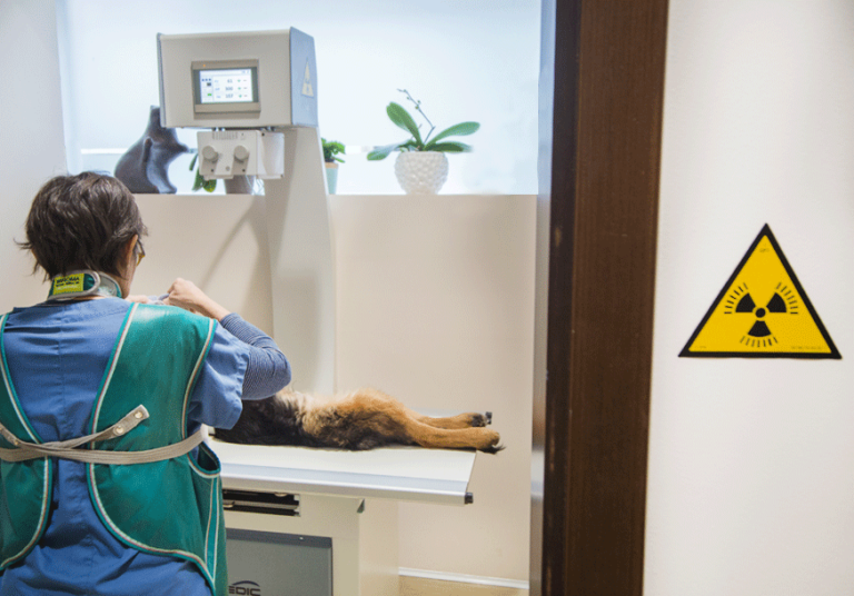 radiologia 3 clinica veterinaria santangelo