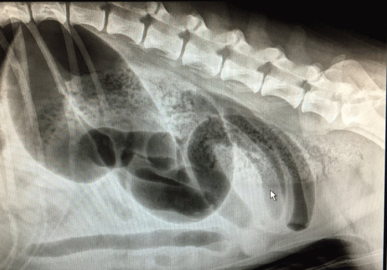 radiologia gastroenterica clinica veterinaria santangelo