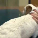 Agopuntura cane ospedale veterinario san michele lodi
