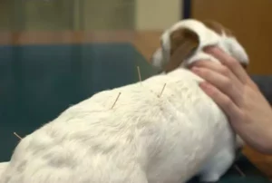 Agopuntura cane ospedale veterinario san michele lodi