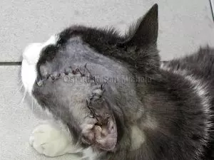 Il gatto dopo intervento ospedale veterinario san michele