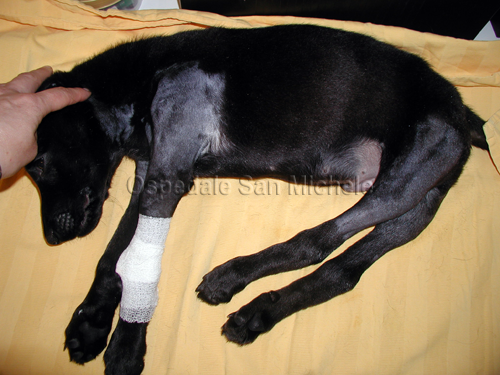 Infezione da Neospora in un cane di 3 mesi ospedale veterinario san michele