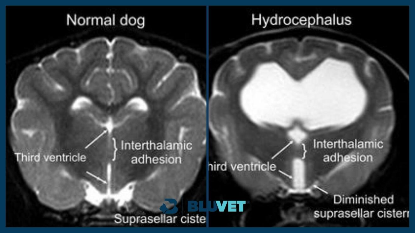 RM idrocefalo del cane