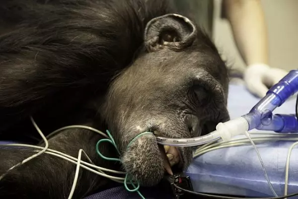 Scimpanze in anestesia generale ospedale veterinario lodi san michele