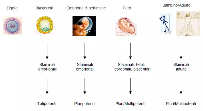 cellule staminali