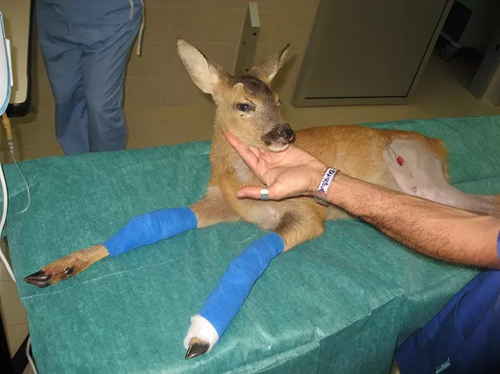 cerbiatto con zampe rotte ospedal veterinario san michele