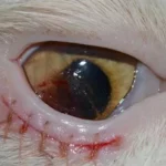 chirurgia oftalmica ospedale veterinario san michele lodi