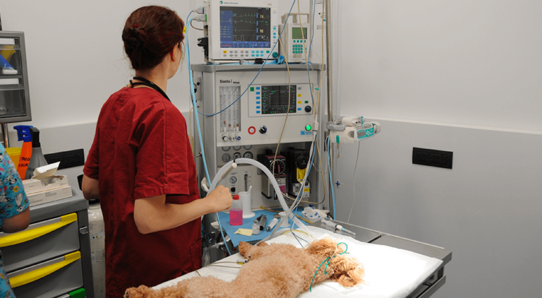 clinica veterinaria centrale milano anestesia