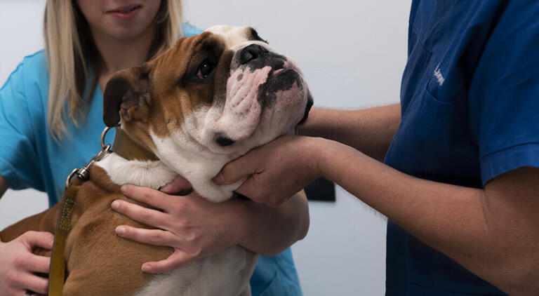 clinica veterinaria centrale milano boxer