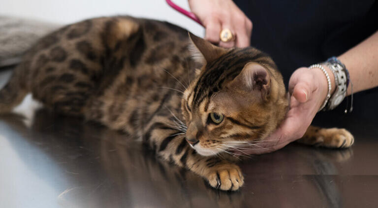 curiamo il tuo gatto