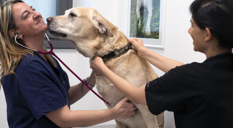 clinica veterinaria centrale milano medicina interna