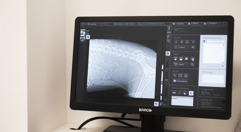 clinica veterinaria centrale milano radiologia digitale