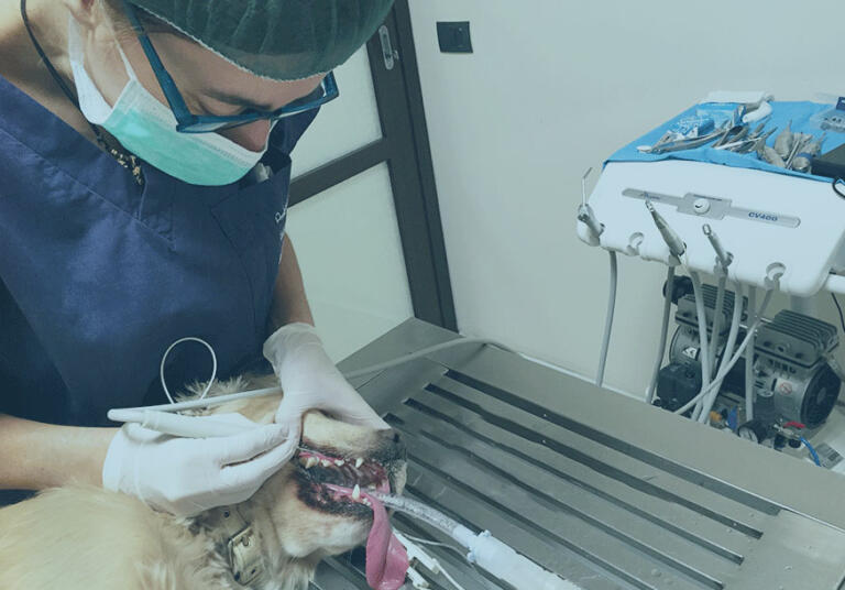 dentistica clinica veterinaria santangelo